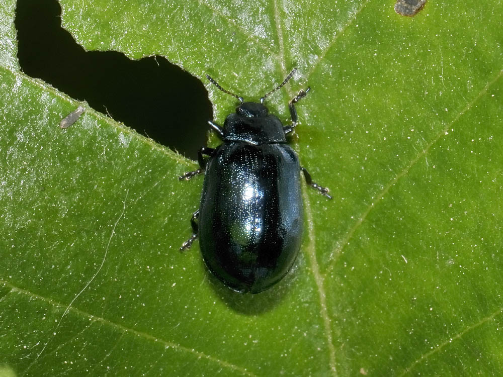 Linaeidea aenea - (Chrysomelidae) - Cambio di abito